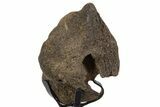 Fossil Triceratops Skull Section w/ Metal Stand - South Dakota #339968-1